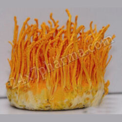 Cordeceps Militaris 100 Gm
